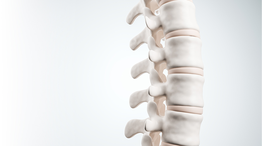 Vertebrae